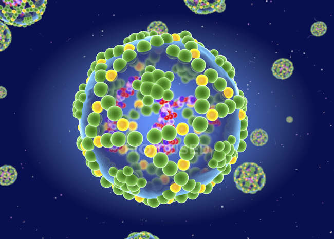 Enterovirus Rna virus structure, digital illustration. — Stock Photo