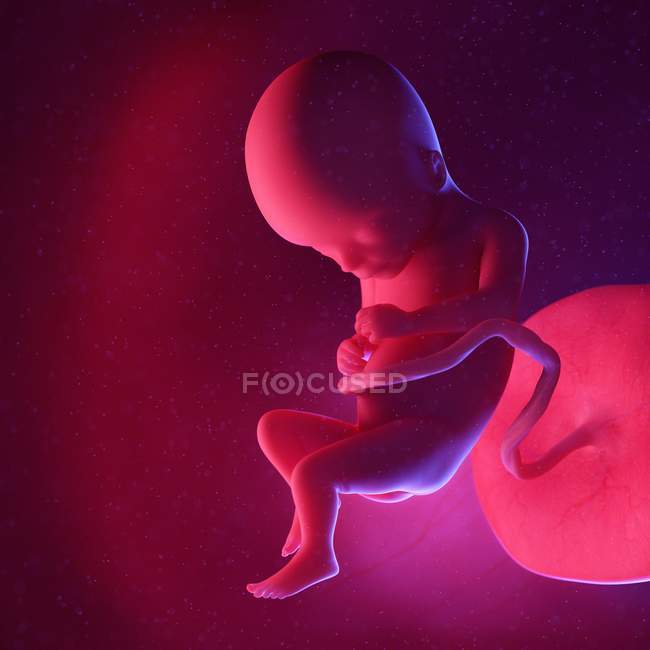 Foetus humain à la semaine 17, illustration numérique multicolore . — Photo de stock