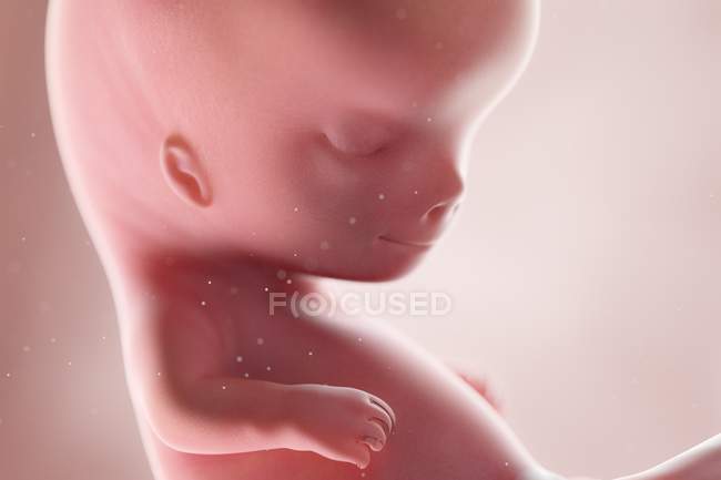 Fœtus humain réaliste à la semaine 10, illustration par ordinateur . — Photo de stock