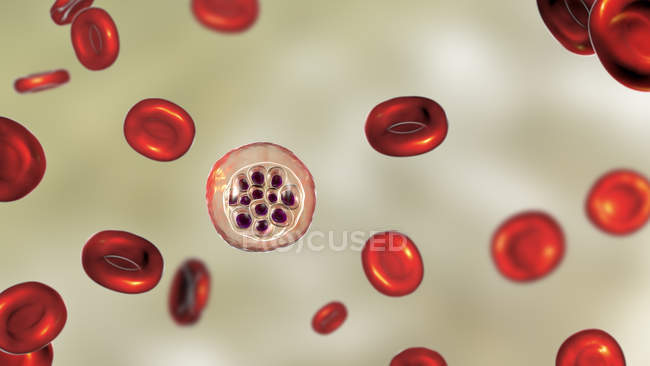 Внутри красных кровяных телец, цифровая иллюстрация
. — стоковое фото