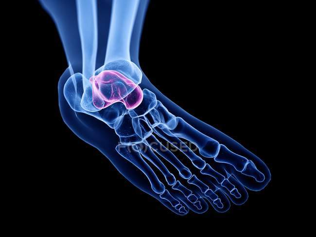 Ossos de Talus na ilustração do computador do raio-x do pé humano. — Fotografia de Stock