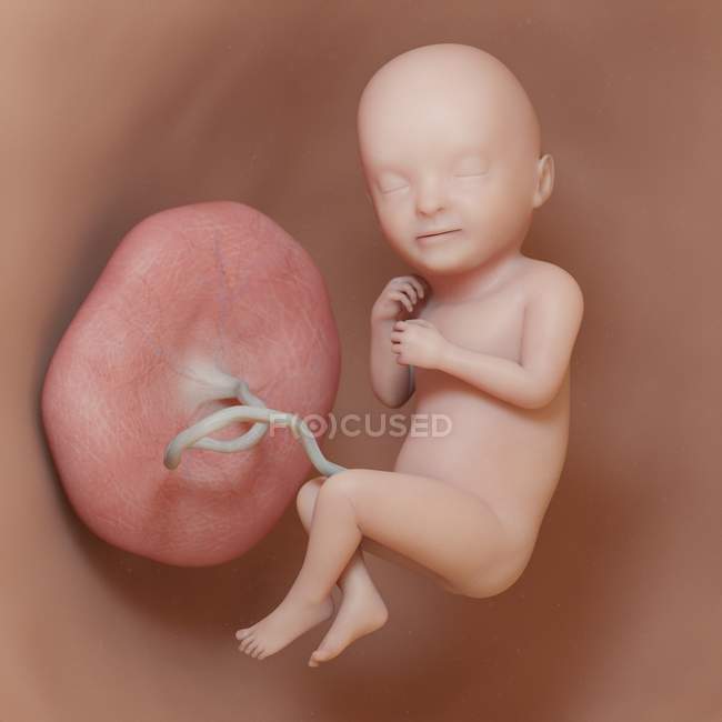 Людський плід на 33 тижні, реалістична цифрова ілюстрація . — стокове фото