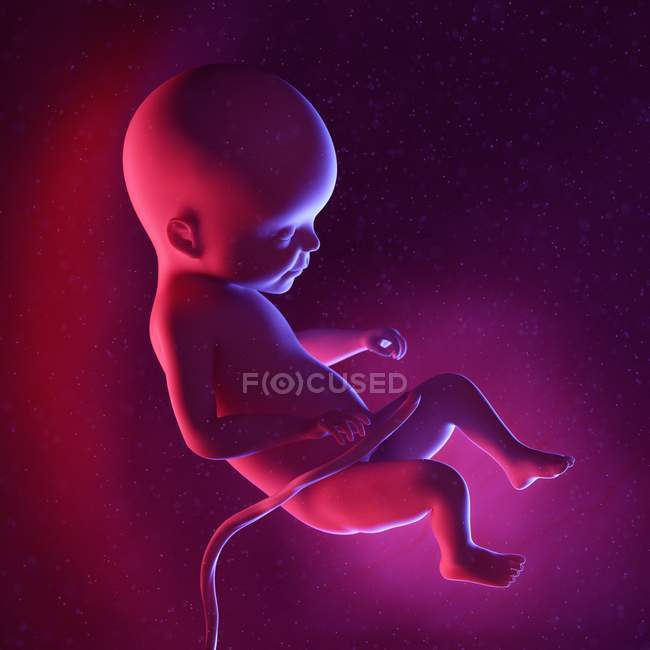 Foetus humain à la semaine 22, illustration numérique multicolore . — Photo de stock