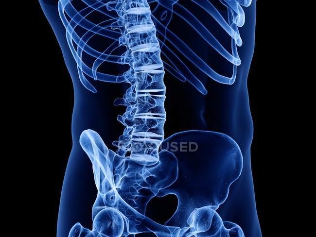 Abstract male silhouette with visible lumbar spine, computer illustration. — Stock Photo