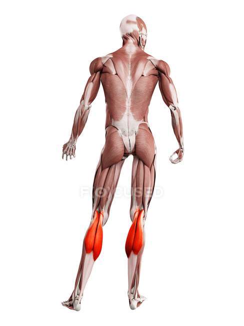 Фізична чоловіча фігура з детальними м'язами Гастронемія, цифрова ілюстрація. — стокове фото