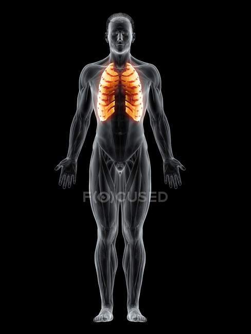 Male figure with highlighted intercostal muscles, digital illustration. — Stock Photo