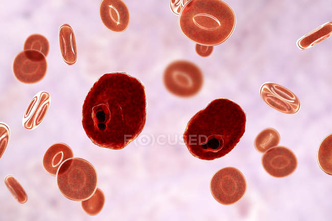 Плазмодиевые овальные протозойные паразиты и эритроциты в потоке, компьютерная иллюстрация
. — стоковое фото