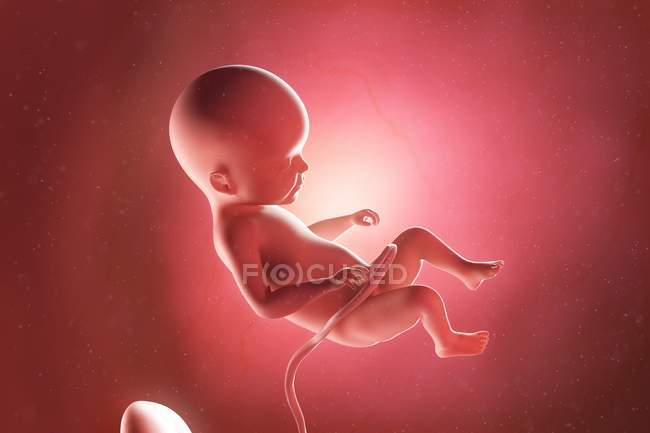 Foetus humain à la semaine 22, illustration par ordinateur . — Photo de stock