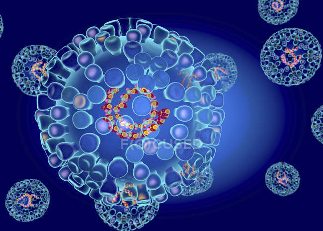 Estructura del virus de la lengua azul, ilustración digital
. - foto de stock