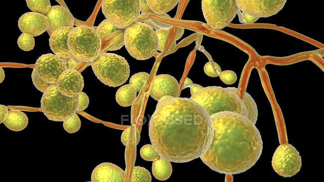Ilustración por computadora del hongo de levadura unicelular Candida auris
. - foto de stock