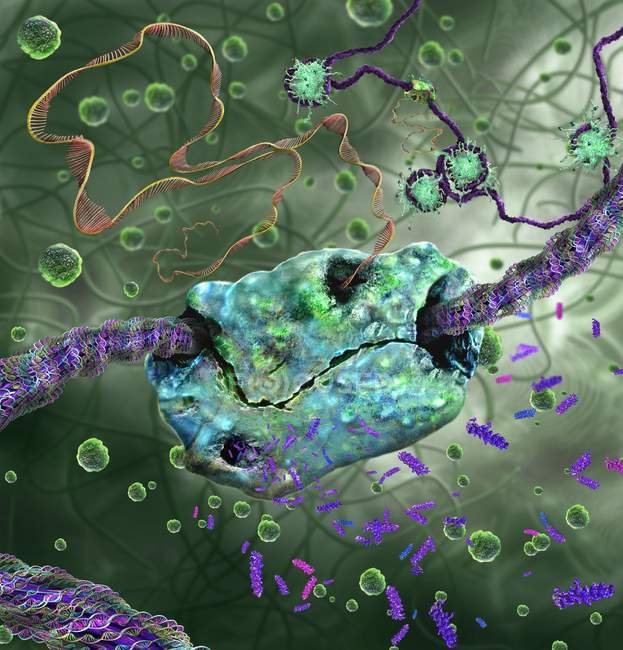 Абстрактная компьютерная иллюстрация транскрипции ДНК РНК-полимеразы в мРНК-мессенджер
. — стоковое фото
