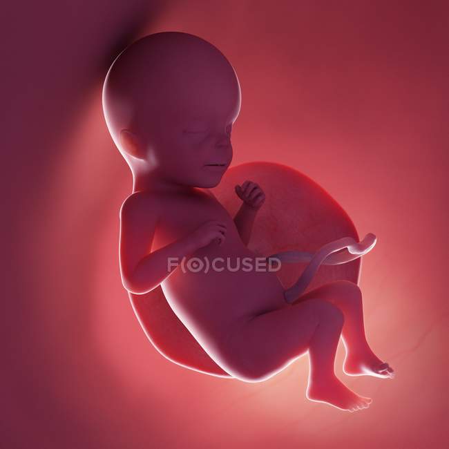 Foetus humain à la semaine 26, illustration numérique réaliste . — Photo de stock