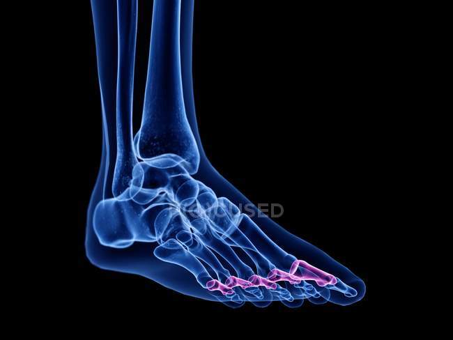 Проксімальні кістки фаланги в рентгенівській комп'ютерній ілюстрації людської ноги . — стокове фото