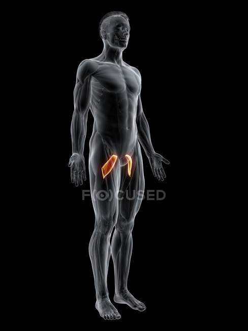 Figura masculina abstracta con músculo Pectineo detallado, ilustración digital . - foto de stock