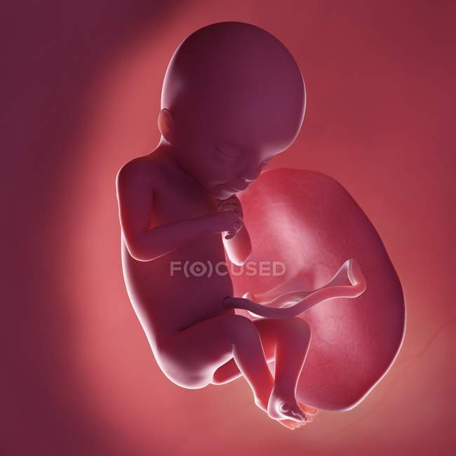 Foetus humain à la semaine 18, illustration numérique réaliste . — Photo de stock