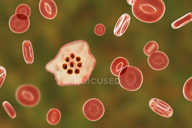 Plasmodium ovale protozoo parásito y glóbulos rojos en flujo, ilustración por ordenador
. - foto de stock
