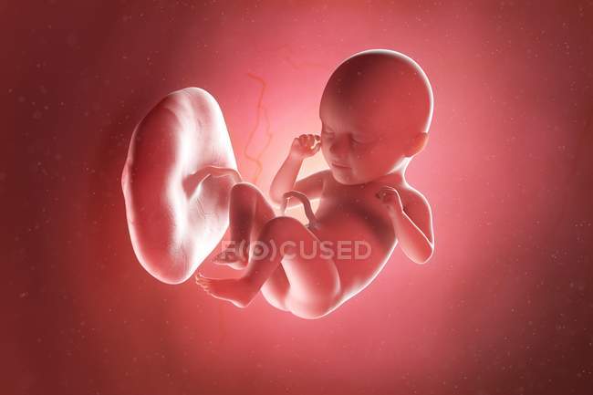 Foetus humain à la semaine 35, illustration par ordinateur . — Photo de stock
