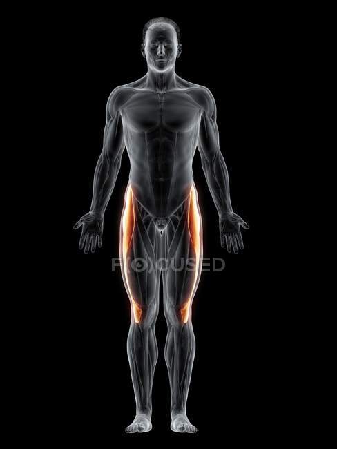 Абстрактное мужское тело с подробной тензорной фасцией лата мышцы, компьютерная иллюстрация
. — стоковое фото