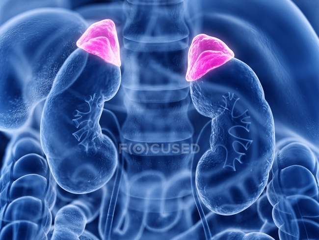 Transparent male silhouette with visible adrenal glands, computer illustration. — Stock Photo