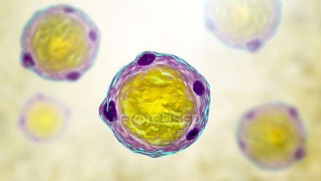 Illustrazione digitale dei parassiti blastocisti ominis, agenti causali dell'infezione da diarrea. — Foto stock