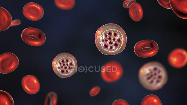 Плазмодиум vivax протозоа и красные кровяные тельца, цифровая иллюстрация
. — стоковое фото