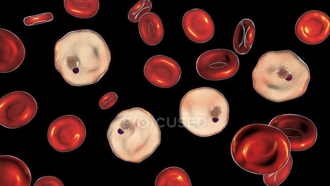 Plasmodium vivax protozoos y glóbulos rojos, ilustración digital
. - foto de stock