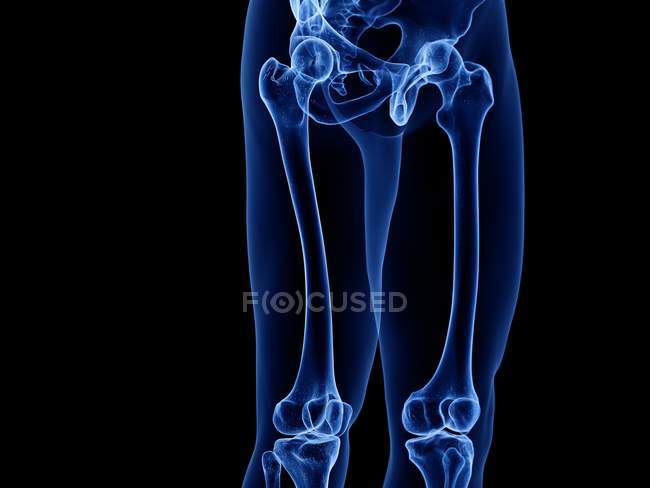 Upper leg bones in x-ray computer illustration of human body. — Stock Photo