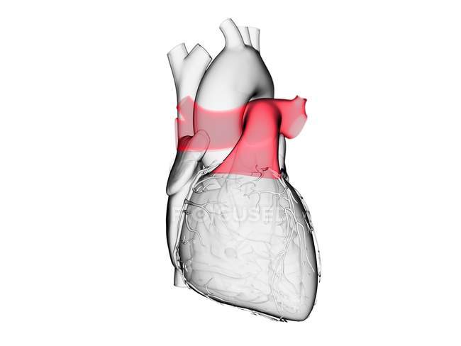 Человеческое сердце с цветным стволом легких, компьютерная иллюстрация . — стоковое фото