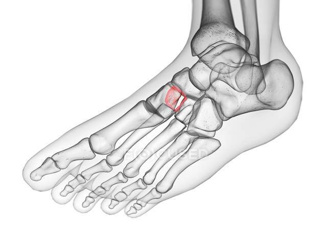 Промежуточная клиновидная кость, детализированная в человеческом теле, компьютерная иллюстрация . — стоковое фото