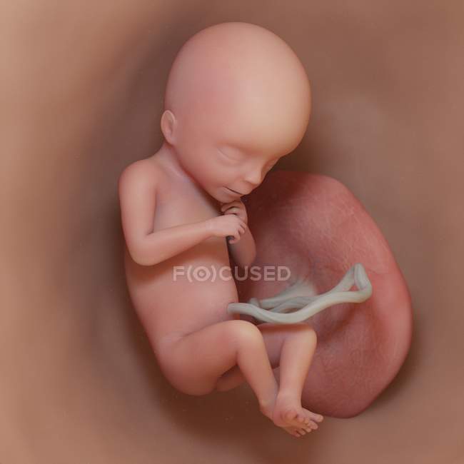 Людський плід на 18 тижні, реалістична цифрова ілюстрація . — стокове фото