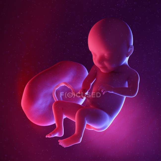 Foetus humain à la semaine 31, illustration numérique multicolore . — Photo de stock
