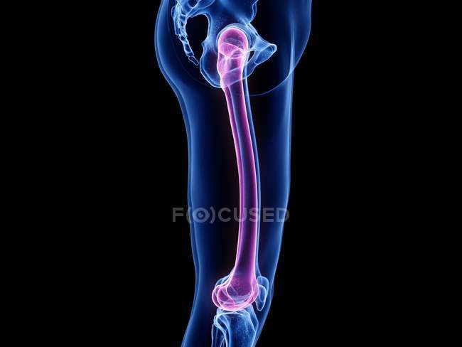 Мужская нога скелета с видимой костью бедренной кости, компьютерная иллюстрация . — стоковое фото