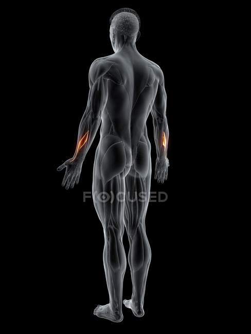 Corpo maschile astratto con dettagliato muscolo rapitore pollicis longus, illustrazione del computer . — Foto stock