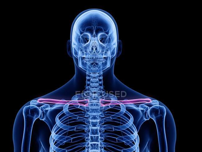 Прозорий людський силует і скелет з деталізованою кісткою ключиці, комп'ютерна ілюстрація . — стокове фото