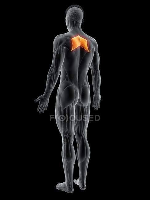 Abstract male figure with detailed Rhomboid major muscle, computer illustration. — Stock Photo