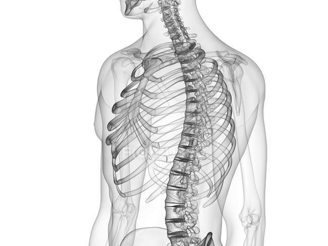 Ossos de tórax em raio-X ilustração digital do corpo humano . — Fotografia de Stock