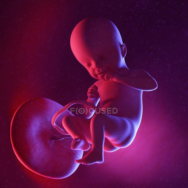 Foetus humain à la semaine 21, illustration numérique multicolore . — Photo de stock