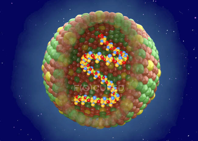 Virus de la fiebre aftosa, ilustración digital . - foto de stock