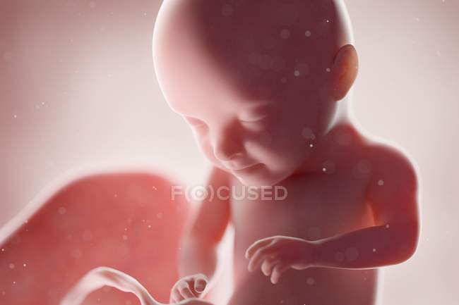 Fœtus humain réaliste à la semaine 31, illustration par ordinateur . — Photo de stock