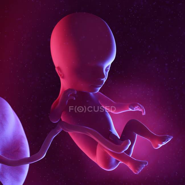 Foetus humain à la semaine 14, illustration numérique multicolore . — Photo de stock