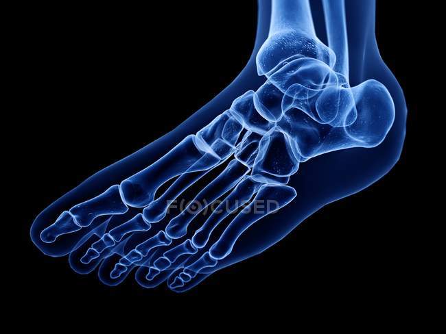 Ilustración digital de rayos X de huesos del pie humano . - foto de stock