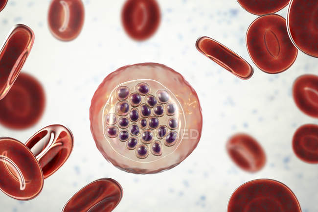 Protozoan Plasmodium falciparum, agente causale della malaria tropicale nei globuli rossi, illustrazione digitale . — Foto stock