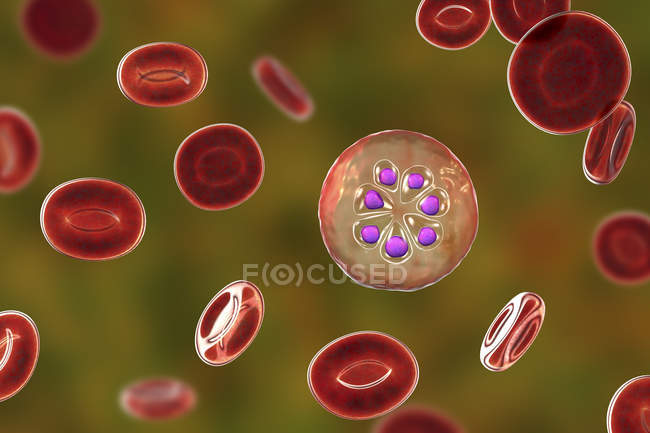 Plasmodium malariae protozoan e globuli rossi nei vasi sanguigni, illustrazione al computer . — Foto stock