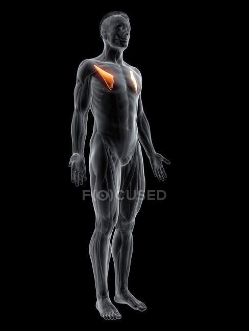 Абстрактна чоловіча фігура з детальним Pectoralis мінор м'язи, цифрова ілюстрація. — стокове фото
