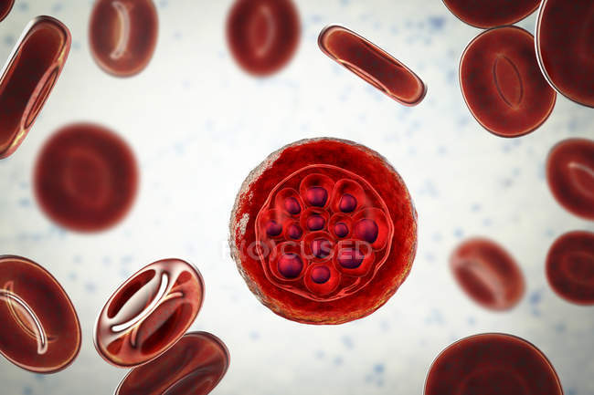 Plasmodium vivax protozoan all'interno dei globuli rossi, illustrazione digitale . — Foto stock