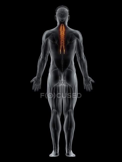 Männlicher Körper mit sichtbarem farbigen Brustmuskel Semispinalis thoracis, Computerillustration. — Stockfoto