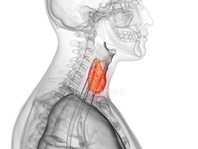 Abstract male figure showing colored thyroid gland, computer illustration. — Stock Photo