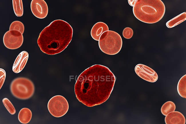 Plasmodium ovale Protozoen Parasiten und rote Blutkörperchen im Fluss, Computerillustration. — Stockfoto