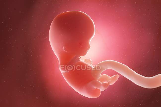 Foetus humain à la semaine 9, illustration par ordinateur . — Photo de stock