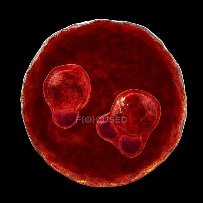 Протозойская клетка Plasmodium falciparum, возбудитель тропической малярии, цифровая иллюстрация . — стоковое фото